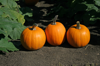 3pumpkins